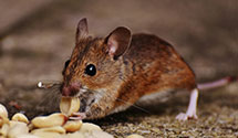 24 Hour & Emergency Exterminators in Dept Public Utilities, VA